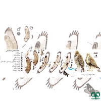 گونه سارگپه پرپا Rough-legged Buzzard